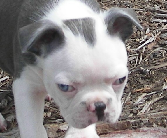 Blue and White Boston Terrier Puppy